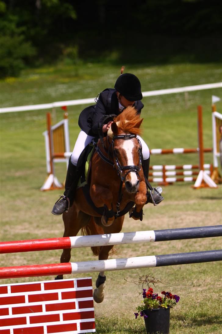 Hollandsk Sportspony caya - morsø 09 billede 18