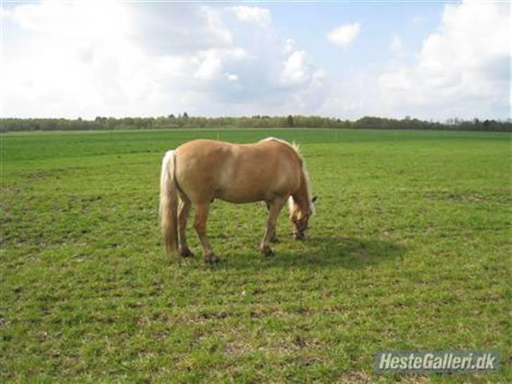 Haflinger |Elvis| solgt:'(. -   14) Elvis på fold.. billede 14