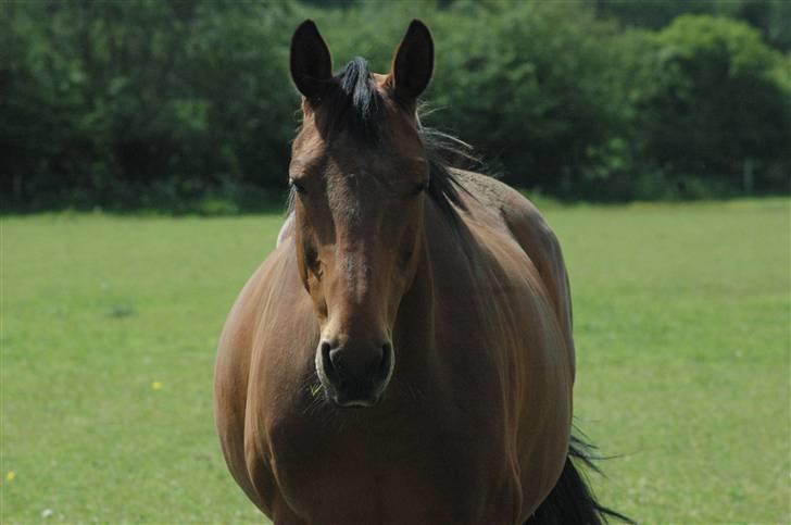 Dansk Varmblod Luna billede 8