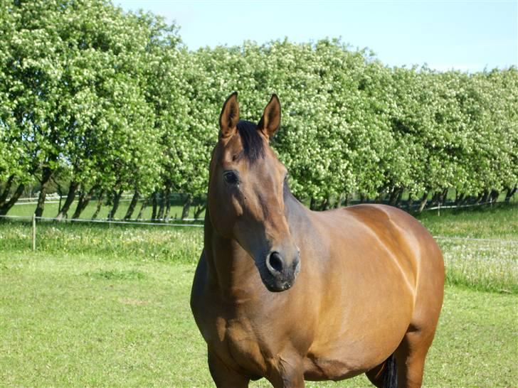 Dansk Varmblod Fiona billede 13