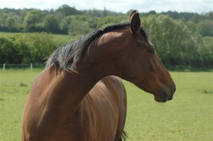 Dansk Varmblod Luna billede 9