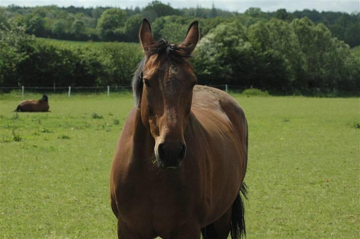 Dansk Varmblod Luna billede 10