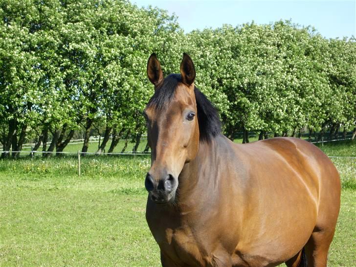 Dansk Varmblod Fiona billede 14