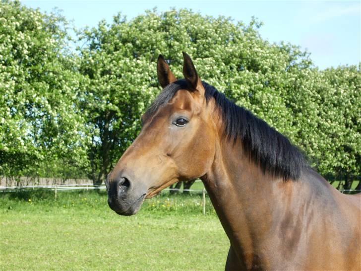 Dansk Varmblod Fiona billede 15