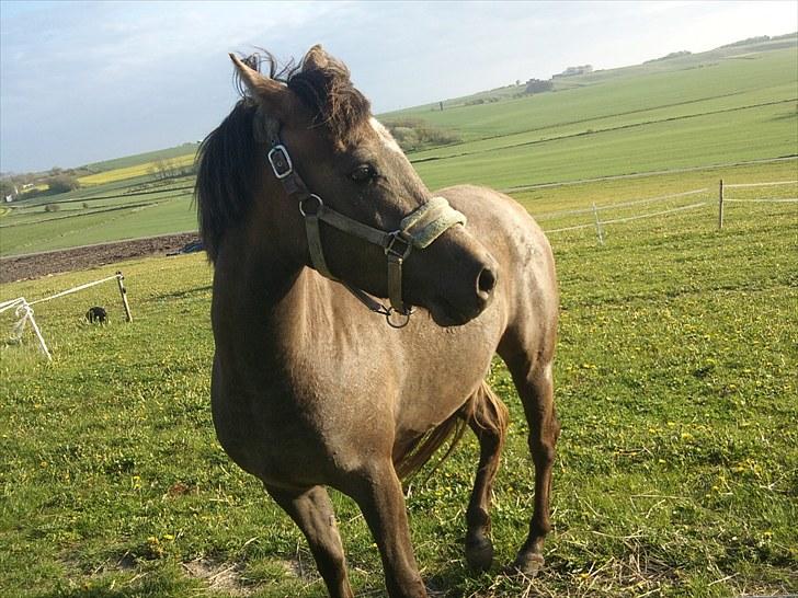 Anden særlig race Lawina - Smukke Lawina! <3  billede 2