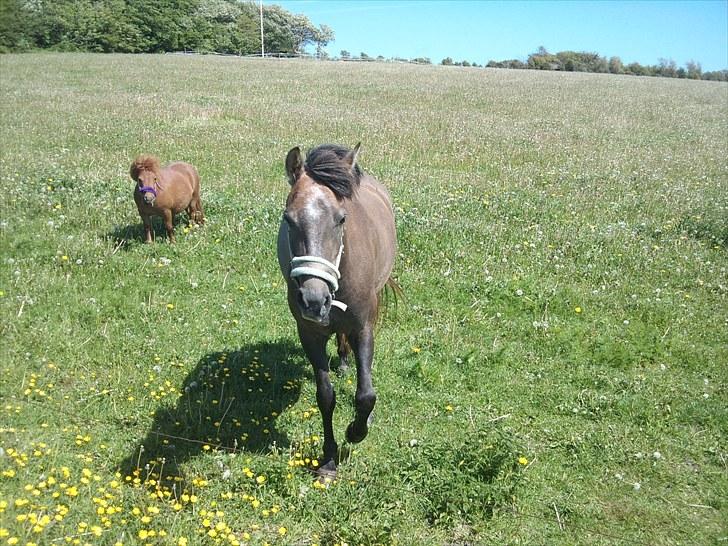 Anden særlig race Lawina - Her kommer jeg ;D <3 billede 4