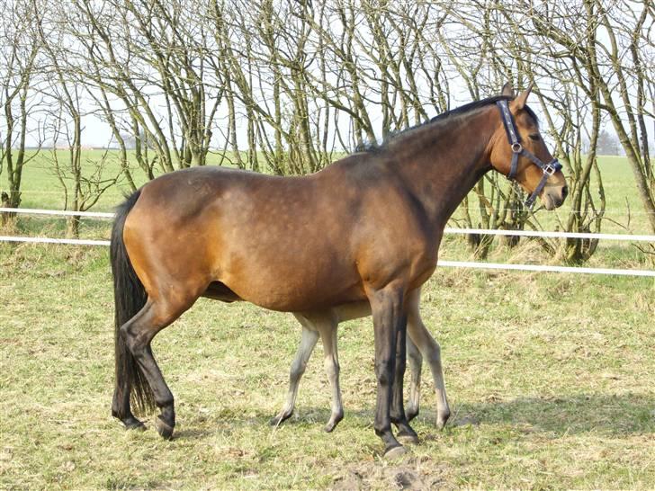 Dansk Varmblod Fiona billede 16
