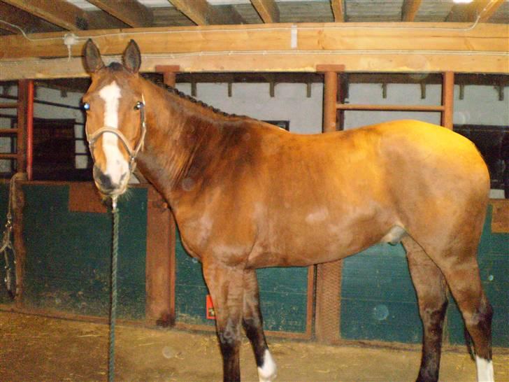 Tysk Oldenburger Linaro-L - Gammelt billede. Linaro klargjort til stævne (: billede 20