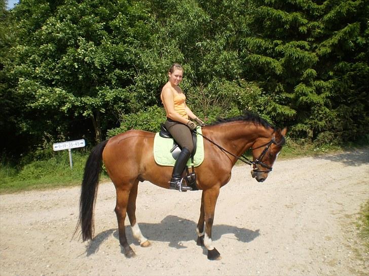 Tysk Oldenburger Linaro-L - Juli 2010 (: billede 9