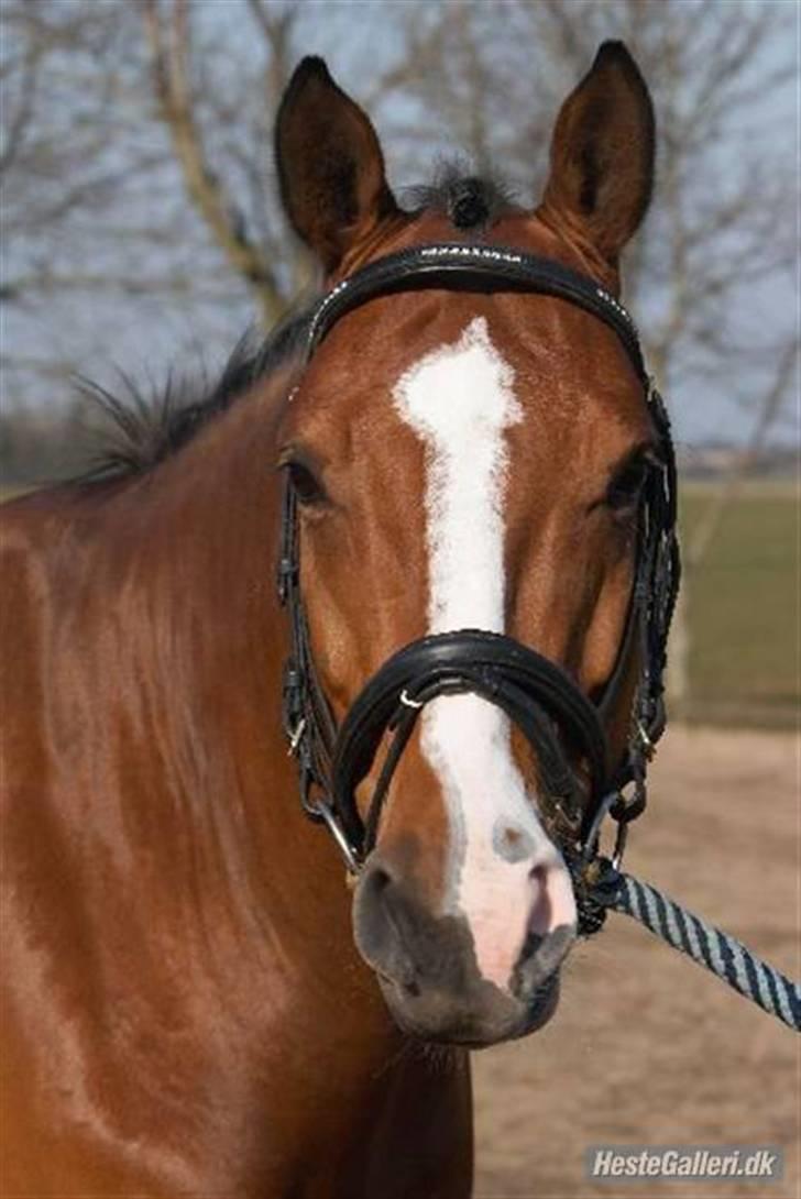 Tysk Oldenburger Linaro-L - Hos den gamle ejer (: billede 18