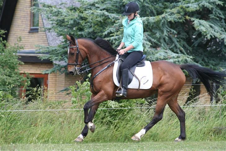 DSP Brunett ( L ) RIP! - Velkommen til Brunett´s profil . billede 1