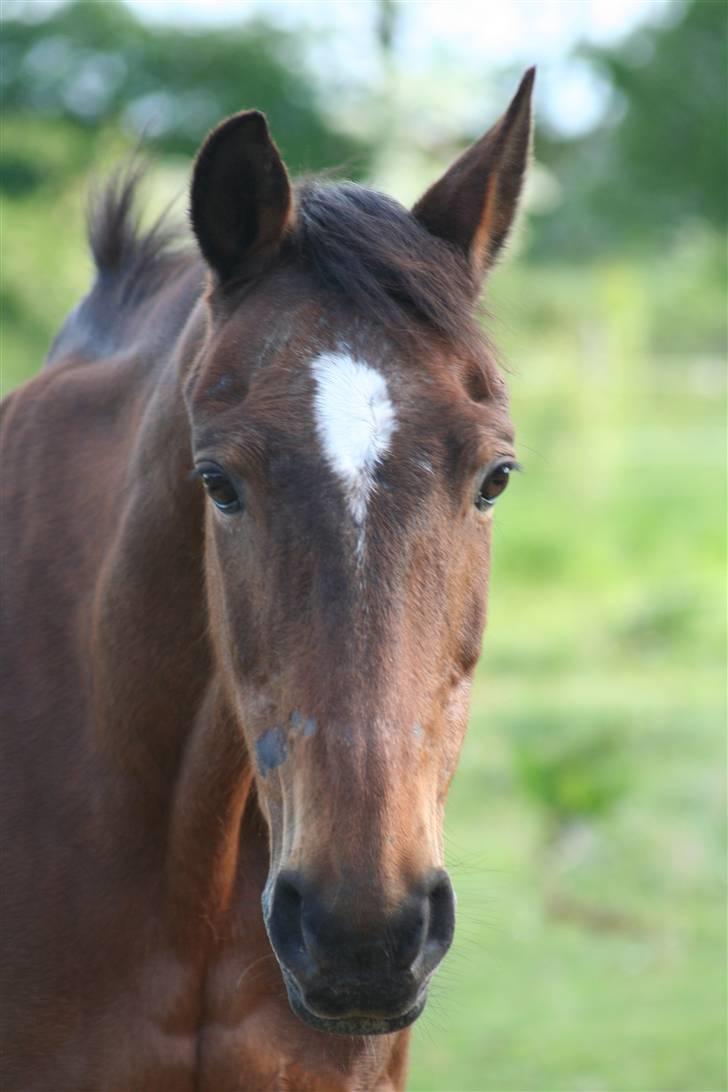DSP Brunett ( L ) RIP! - Hun er på vej hen til mig og blive nusset, billede 3