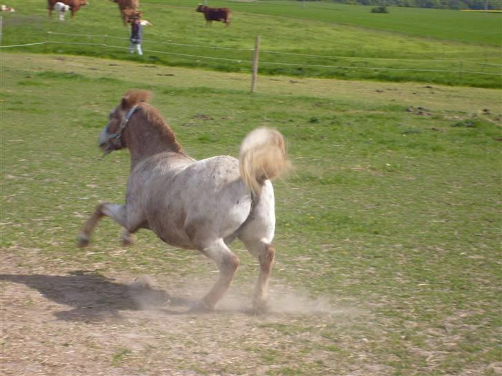 Anden særlig race | Victor. - Victor som meget gerne vil ned på græsset efter at man har rullet sig. Sommer 2009 Foto: MIg billede 16