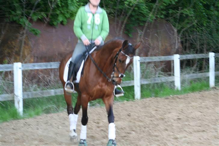 DSP Brunett ( L ) RIP! - Vi arbejder på traven så hun ikke går under lod. billede 5