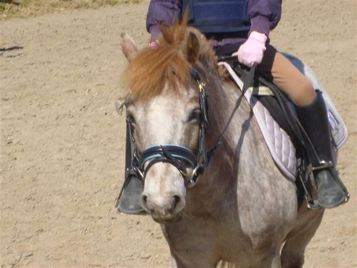 Anden særlig race | Victor. - sommer 2009 billede 19