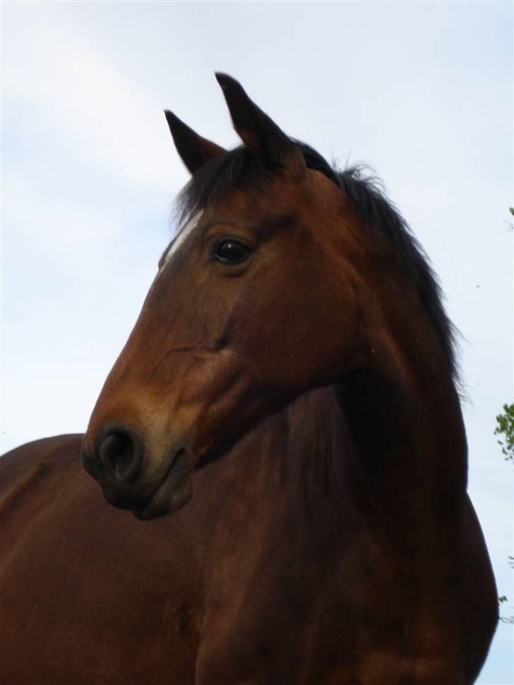 DSP Brunett ( L ) RIP! billede 10