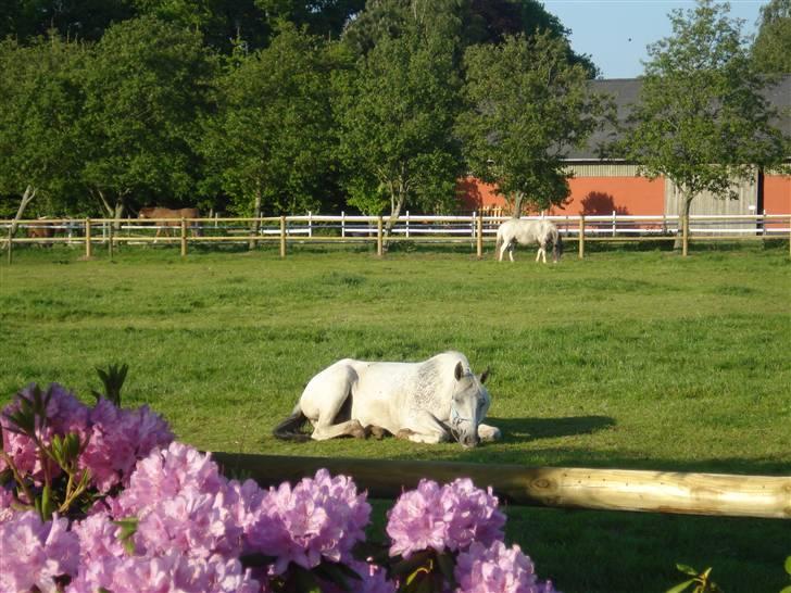 Knabstrupper Flying Ghost 'Solgt' :'( - Tøsen der slapper af på marken :D <3  billede 12