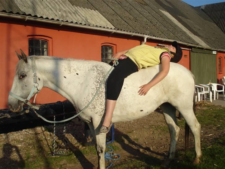 Knabstrupper Flying Ghost 'Solgt' :'( - Hygge med den smukke pony, en dejlig forårs aften ;D <3  billede 13