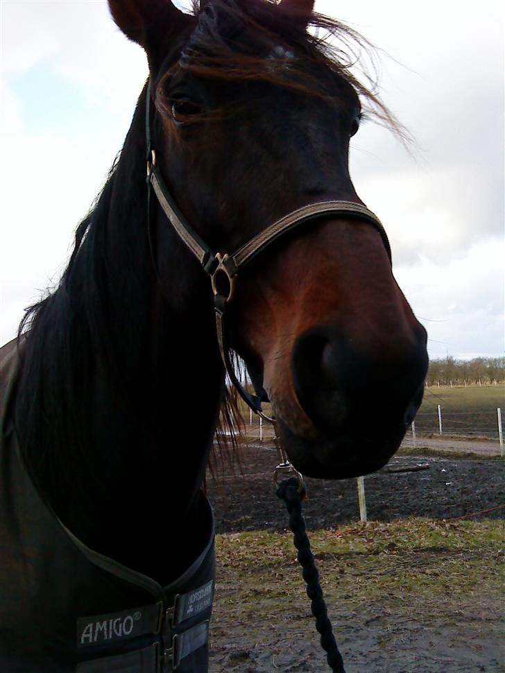 Traver over the gate billede 13