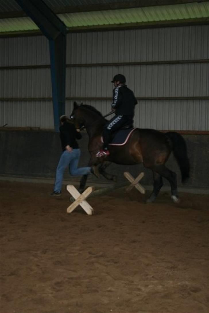 Hannoveraner Spencer R.I.P ): billede 10