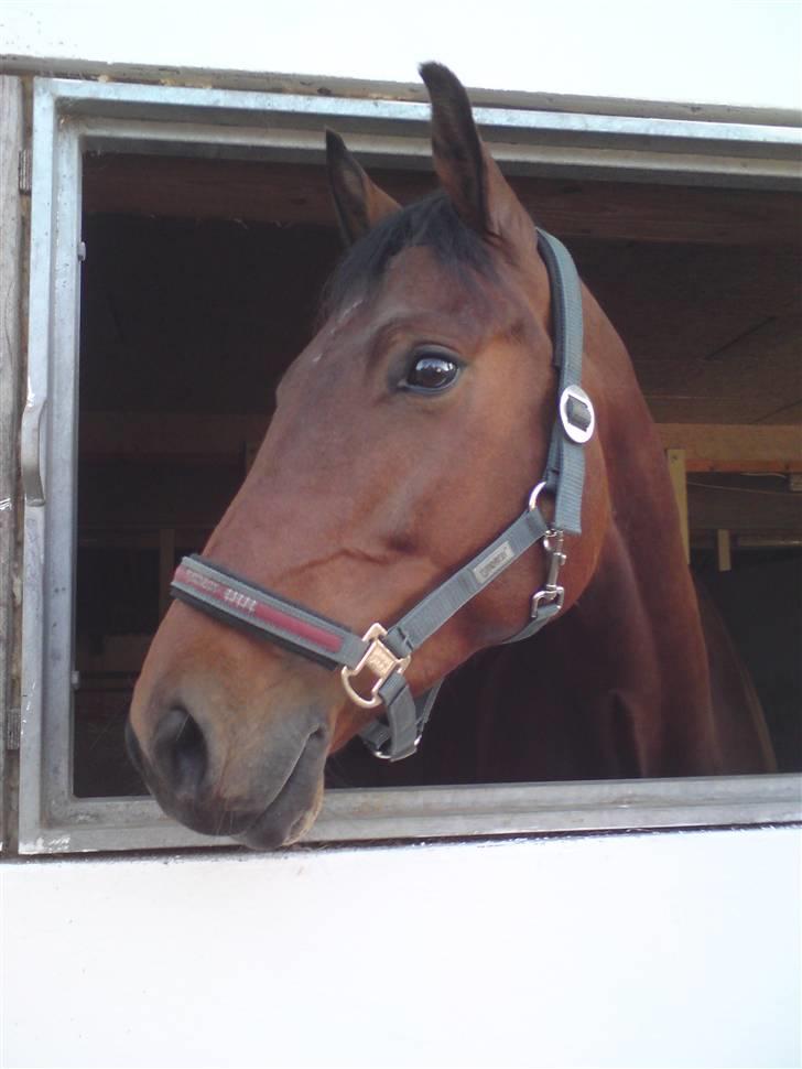 Dansk Varmblod *Hoeck´S Cirkeline* R.I.P :'( - hende smukkes hoved så smuk så smuk foto: mig billede 2