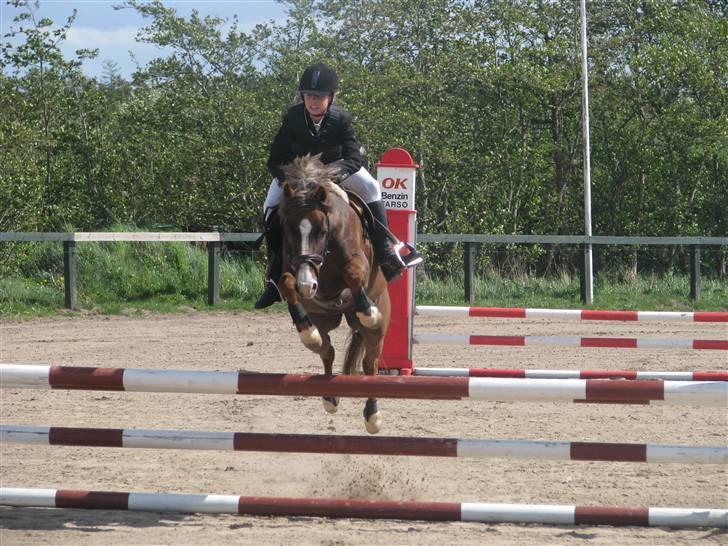 Hollandsk Sportspony Diamant B-pony - Farsø (Foto: Ulle) billede 11