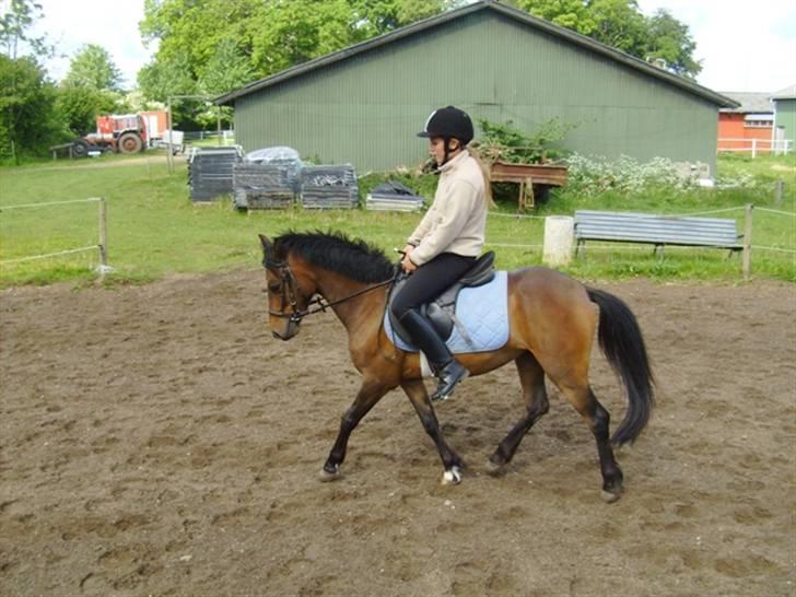 Anden særlig race Koh-i-noor SOLGT - Redet i 2 mdr billede 1