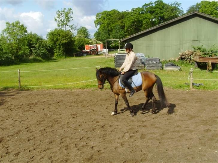 Anden særlig race Koh-i-noor SOLGT - Redet i 2 mdr billede 2