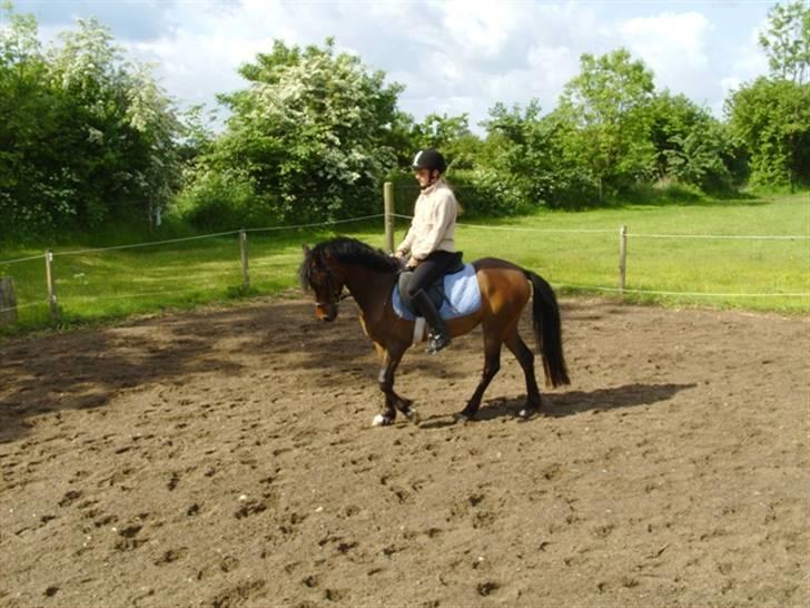 Anden særlig race Koh-i-noor SOLGT - Redet i 2 mdr billede 3