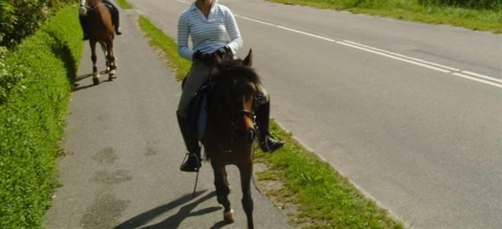 Anden særlig race Koh-i-noor SOLGT - På tur billede 4