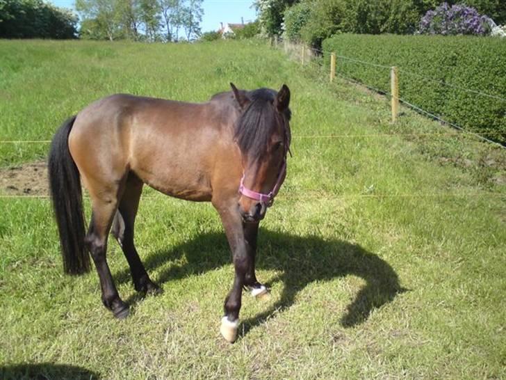 Anden særlig race Koh-i-noor SOLGT billede 5