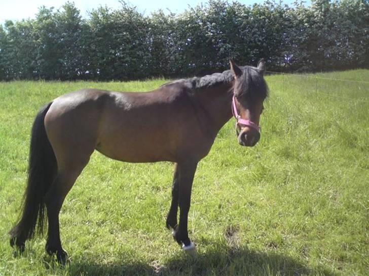 Anden særlig race Koh-i-noor SOLGT billede 6