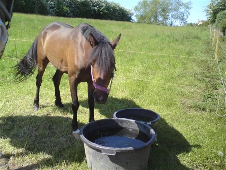 Anden særlig race Koh-i-noor SOLGT billede 7
