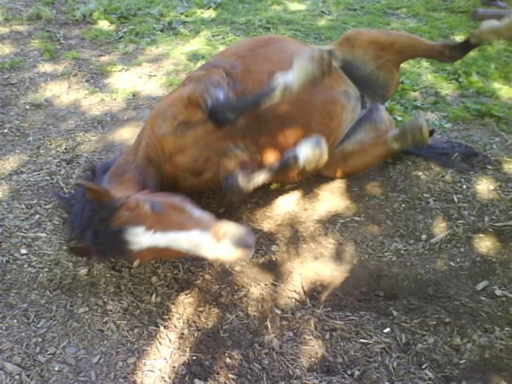 Anden særlig race Lucy<3Aflivet&savnet<3 - Lucy tar´ sig en ruller billede 19