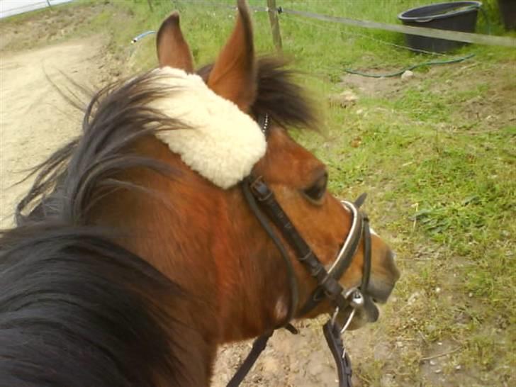 Anden særlig race Lucy<3Aflivet&savnet<3 - lucy kigger efter de andre billede 20
