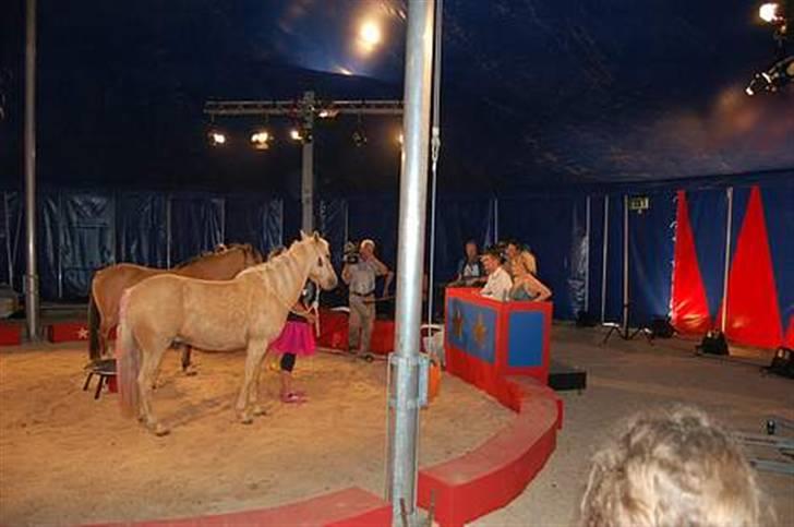 Anden særlig race Poppelgården´s Guliver - Gulliver og rosie i sådan cirkus billede 15