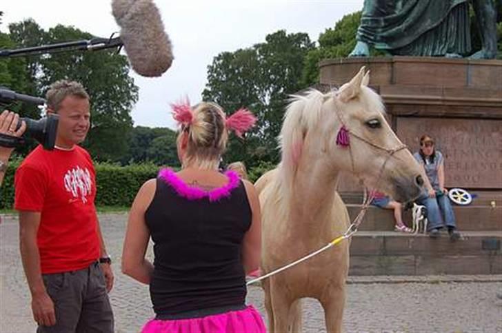 Anden særlig race Poppelgården´s Guliver - Gulliver min søster og bubber billede 16