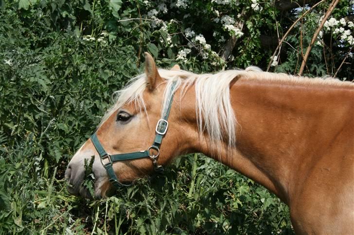 Tyroler Haflinger Alo Vera *SOLGT* billede 1