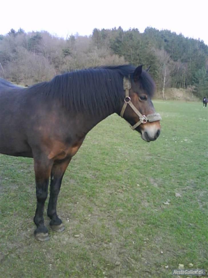 New Forest • Shila • - Shila 6. april 2oo9. Tak til Annika for billedet <3 billede 13