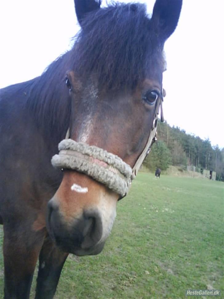 New Forest • Shila • - Shila  6. april 2oo9. Tak til Annika for billedet <3 billede 14