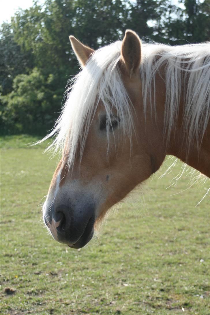 Tyroler Haflinger Alo Vera *SOLGT* billede 2
