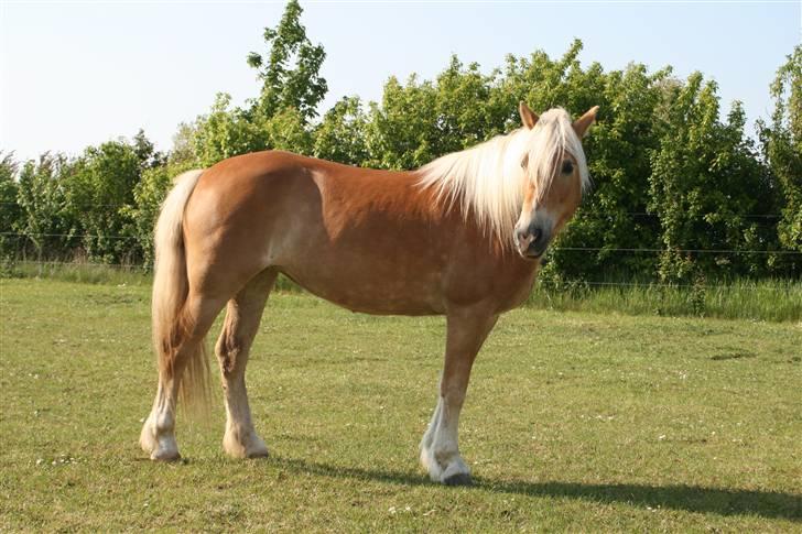 Tyroler Haflinger Alo Vera *SOLGT* billede 3