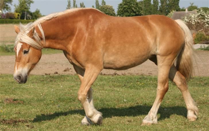 Tyroler Haflinger Alo Vera *SOLGT* billede 4