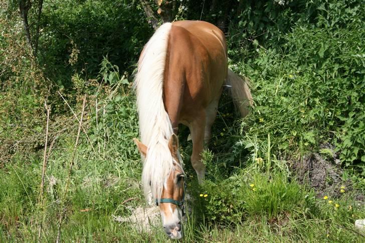 Tyroler Haflinger Alo Vera *SOLGT* billede 5