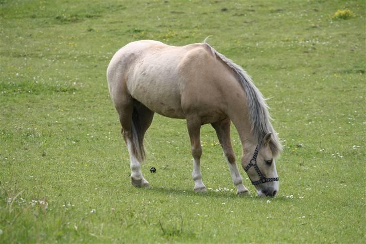 Irsk Sportspony Triple Gold(:  - På folden Foto Mig ;b billede 11