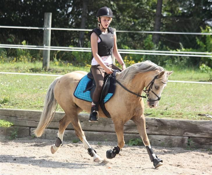 Irsk Sportspony Triple Gold(:  - På banen :b Foto: Louise ;b billede 12