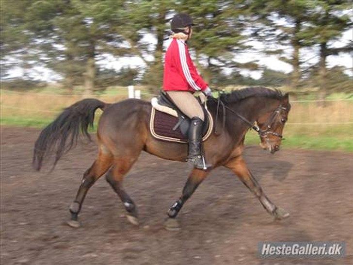 Hollandsk Sportspony k.c van de connickserve ( Robin) - Robin. Den evige fantastiske pony. Foto: Pernille Werenberg Jensen billede 1