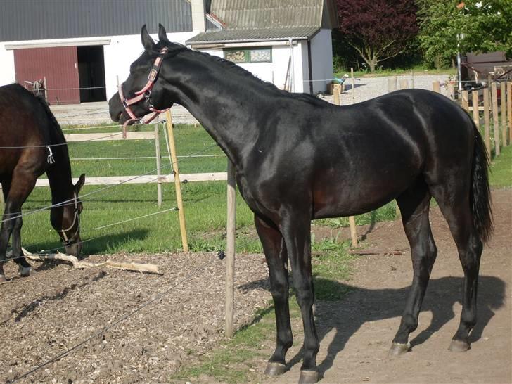 Dansk Varmblod deluxe  himmel hest billede 12