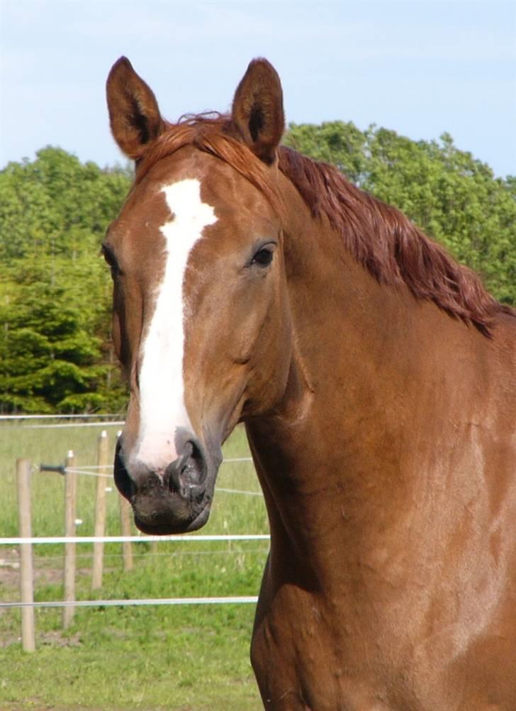 Hannoveraner Wandolf R.I.P billede 10