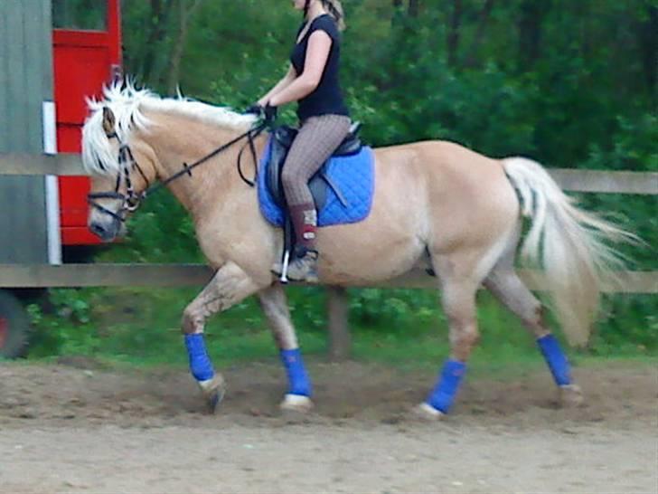 Anden særlig race Pablo haflinger blanding billede 9